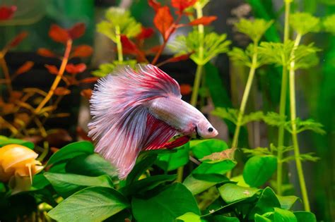 betta water temperature - betta fish temperature chart